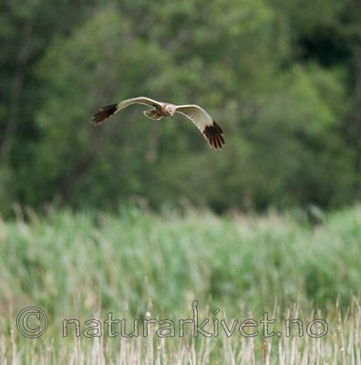 BB 10 0162 / Circus aeruginosus / Sivhauk